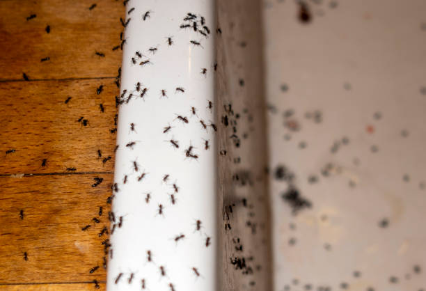 Trusted Mountain Brook, AL Pest Control Experts