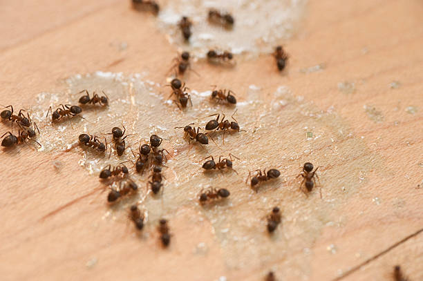 Best Residential Pest Control  in Mountain Brook, AL